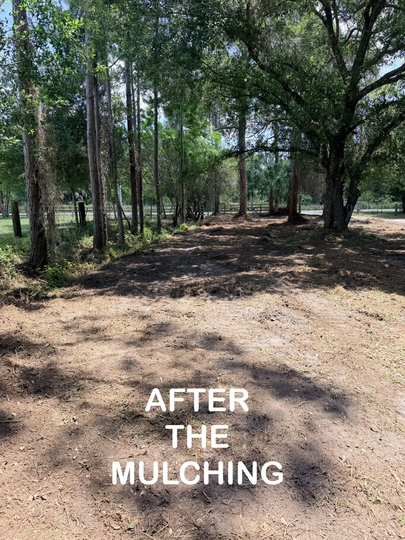 The same woodland after mulching — floor open and walkable