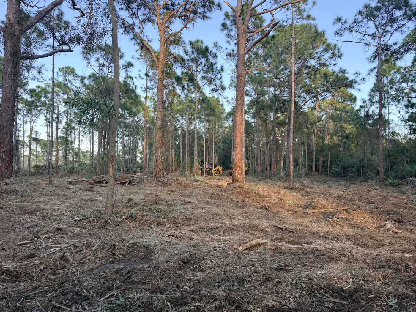 Florida pine woodland with the underbrush freshly cleared and mulched