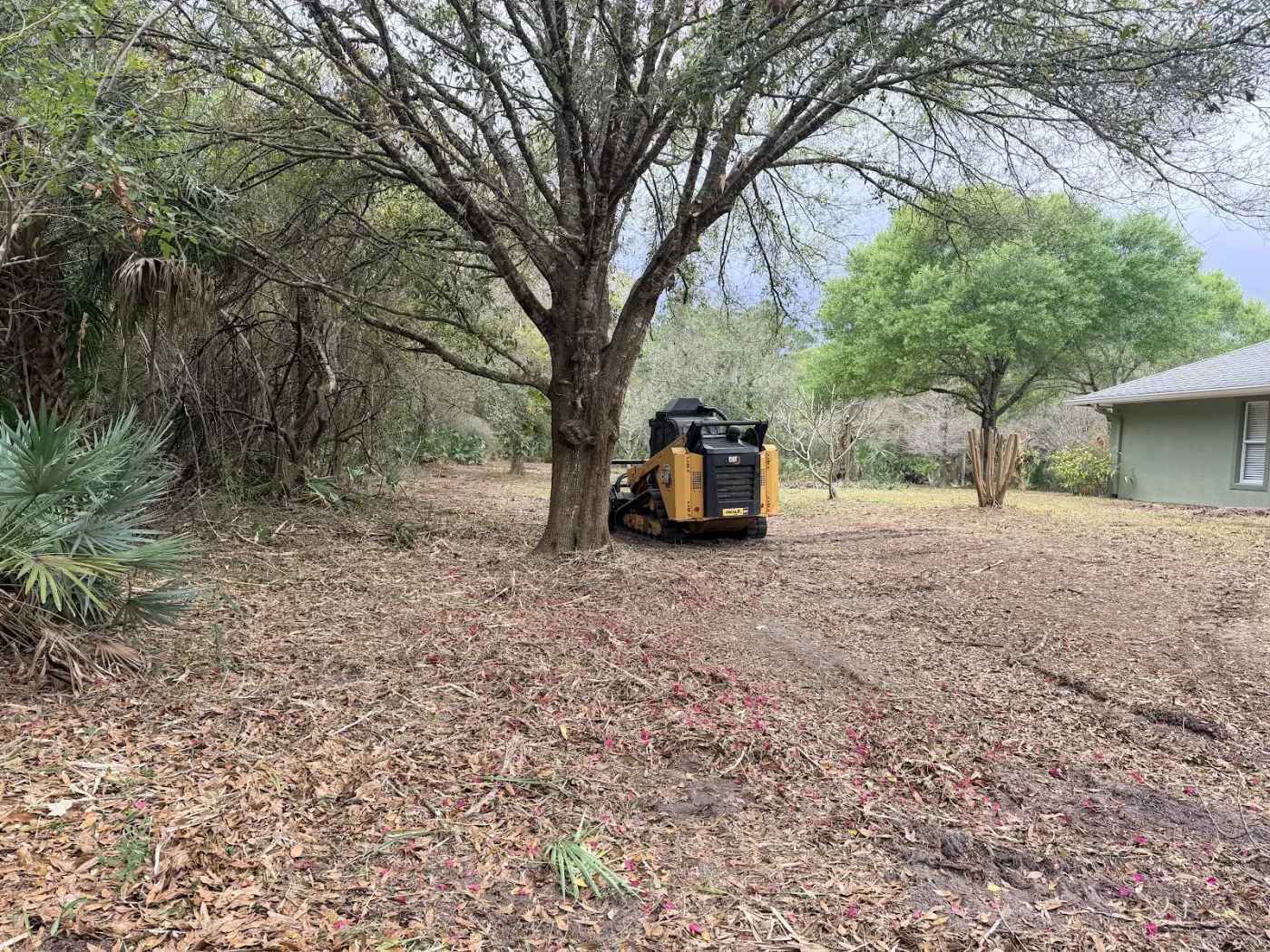 Skid steer clearing brush beneath a large oak