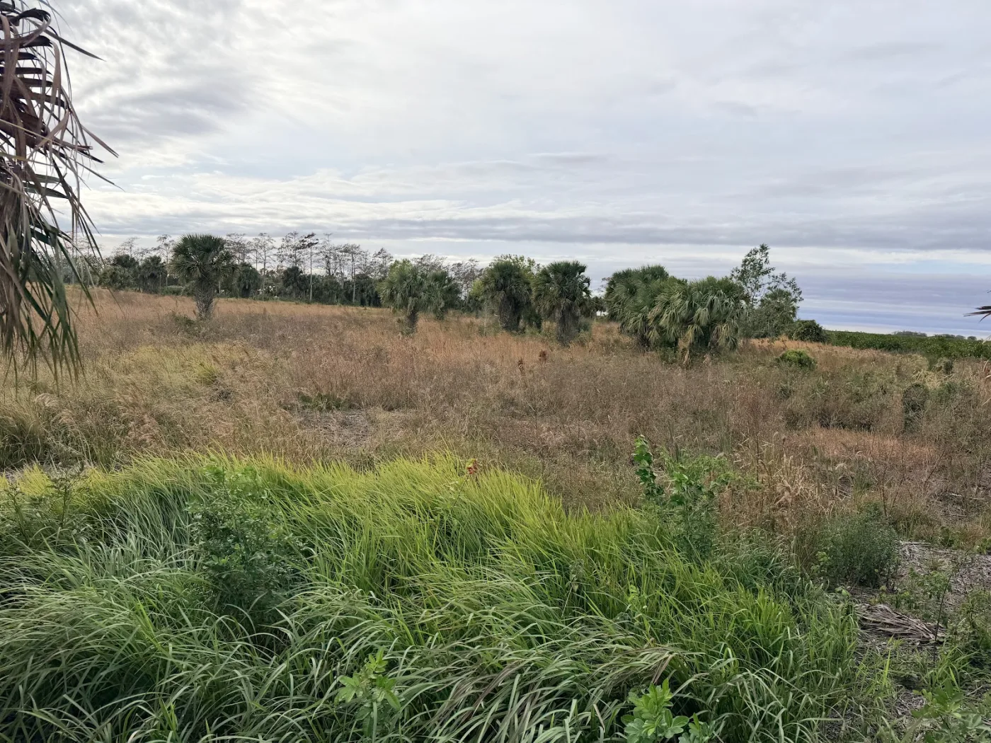 Brush Clearing in Fort Pierce, FL